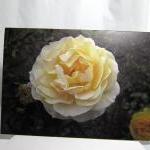 Pastel Yellow Rose Note Card - Balboa Park Rose..