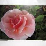 Big Pink Rose Greeting Card - Balboa Park Rose..