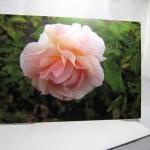 Pink Rose Greeting Card - Balboa Park Rose Garden,..