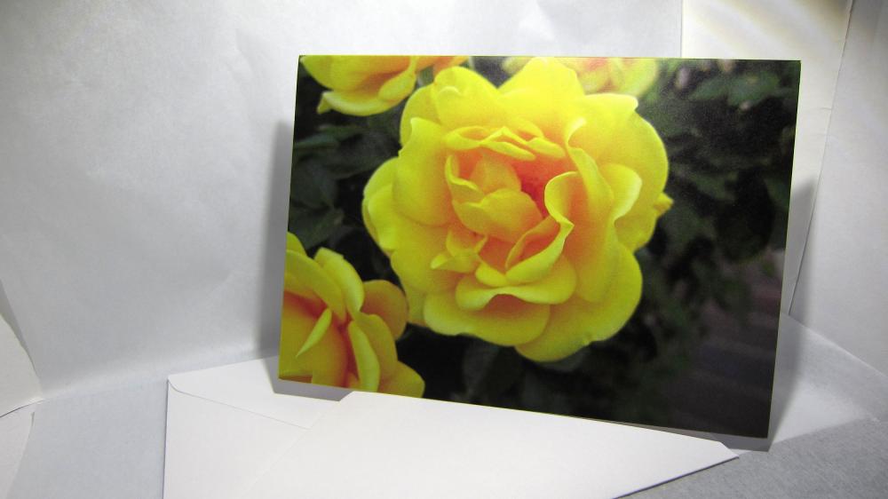 Bright Yellow Rose Greeting Card - Balboa Park Rose Garden, San Diego, California