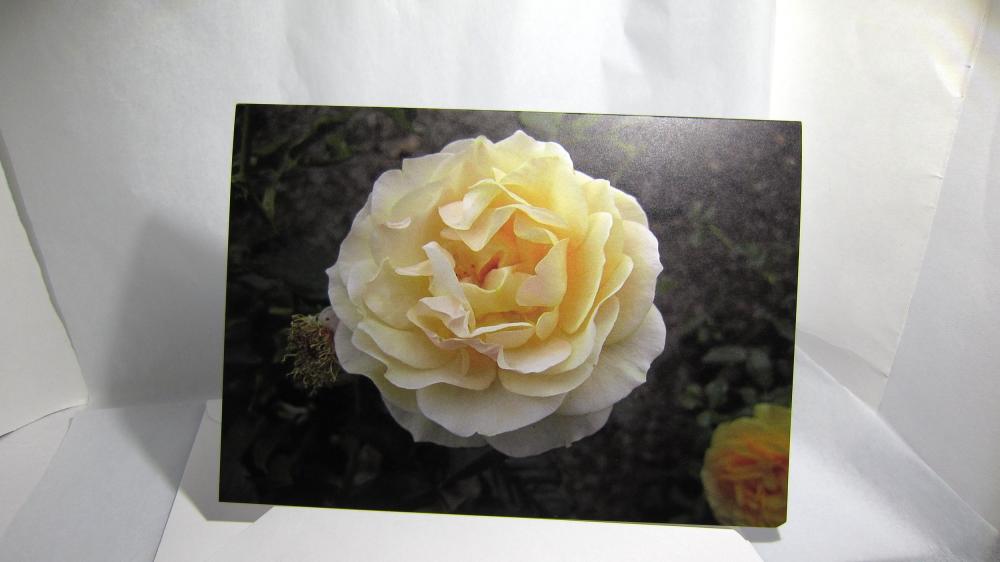 Pastel Yellow Rose Note Card - Balboa Park Rose Garden, San Diego, California