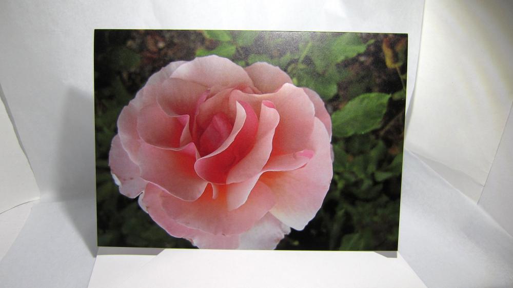 Big Pink Rose Greeting Card - Balboa Park Rose Garden, San Diego, California