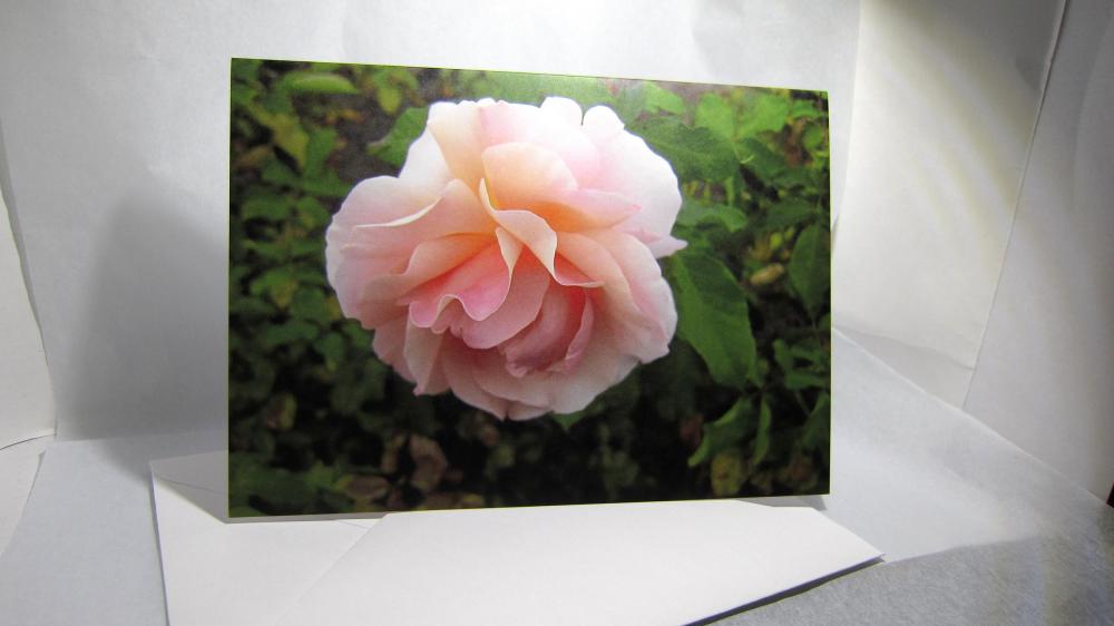 Pink Rose Greeting Card - Balboa Park Rose Garden, San Diego, California